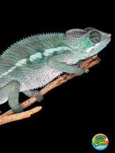 Load image into Gallery viewer, Captive-hatched male Ankify Panther Chameleon displaying early locale coloration and healthy growth.