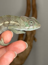 Load image into Gallery viewer, Close up of Ankify panther chameleon face and eye turret detail