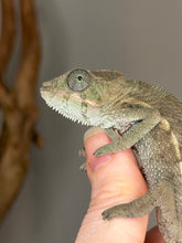 Load image into Gallery viewer, Ankify panther chameleon developing early barring pattern