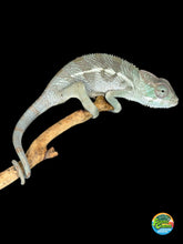 Load image into Gallery viewer, F1 Ankify panther chameleon male juvenile full body view