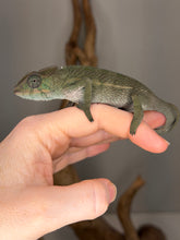 Load image into Gallery viewer, full body view of young F1 ankify panther chameleon male