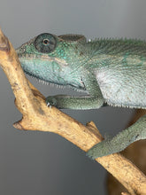 Load image into Gallery viewer, head detail of young ankify panther chameleon male before shed