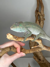 Load image into Gallery viewer, ankify panther chameleon male resting on natural branch