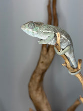Load image into Gallery viewer, Ankify panther chameleon male perched on branch in enclosure