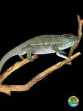 Load image into Gallery viewer, young F1 ankify panther chameleon male perched on branch