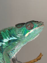Load image into Gallery viewer, Ankify Panther Chameleon displaying natural green and developing yellow hues in daylight