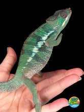 Load image into Gallery viewer, Side profile of Ankify Panther Chameleon developing green- yellow bands
