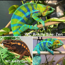 Load image into Gallery viewer, Wild caught Ankify panther chameleon sire and dam mature coloration lineage reference