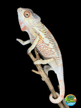 Load image into Gallery viewer, Young male Ambilobe Panther Chameleon from the Aslan x Flash bloodline showing developing turquoise bars and yellow coloration.