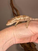 Load image into Gallery viewer, A small female chameleon perched on a person's hand, with a neutral gray background and decorative branches behind it.