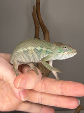 Load image into Gallery viewer, Body pattern of juvenile Ambilobe panther chameleon male with faint bars forming