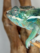 Load image into Gallery viewer, Juvenile Aslan × Flash Jr. Ambilobe Panther Chameleon perched confidently on a branch