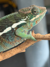 Load image into Gallery viewer, Developing jewel-toned colors on a juvenile Aslan × Flash Jr. Ambilobe Panther Chameleon
