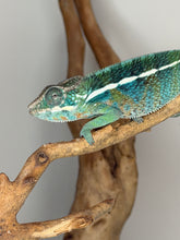 Load image into Gallery viewer, Active juvenile male Ambilobe Panther Chameleon exploring his enclosure