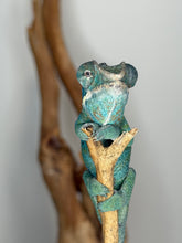 Load image into Gallery viewer, Detailed view of the eyes and scales of a juvenile Ambilobe Panther Chameleon