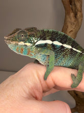 Load image into Gallery viewer, Calm, handleable juvenile Ambilobe Panther Chameleon during gentle handling