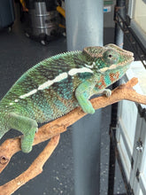 Load image into Gallery viewer, Close-up of a juvenile male Ambilobe Panther Chameleon with emerging jewel-toned coloration