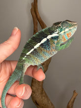 Load image into Gallery viewer, Deep jewel-toned coloration beginning to pop on a young Ambilobe Panther Chameleon