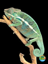 Load image into Gallery viewer, Jewel-toned juvenile male Ambilobe Panther Chameleon from the Aslan × Flash Jr. bloodline