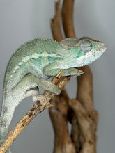 Load image into Gallery viewer, ide profile of juvenile Ambilobe panther chameleon male with subtle emerging colors