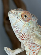 Load image into Gallery viewer, Aslan x Flash Ambilobe Panther Chameleon offspring available for sale with outstanding genetics.