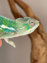 Load image into Gallery viewer, Close-up of Aslan × Flash Rainbow Skittles baby chameleon showing vibrant colors