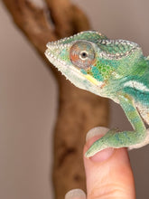 Load image into Gallery viewer, Side view of Rainbow Skittles Aslan × Flash juvenile displaying blues, greens, and reds