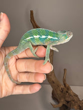 Load image into Gallery viewer, Active Aslan × Flash Rainbow Skittles baby chameleon exploring its habitat