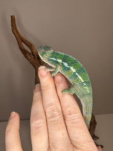 Load image into Gallery viewer, Bright and bold Aslan × Flash Rainbow Skittles juvenile chameleon with full personality