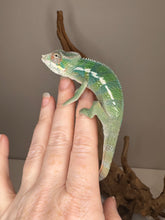 Load image into Gallery viewer, Colorful Aslan × Flash Rainbow Skittles baby chameleon perched and alert