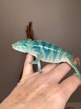 Load image into Gallery viewer, Avatar x Blue Magic Ambanja Panther Chameleon juvenile with promising blue hues