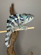 Load image into Gallery viewer, Closeup of Ambanja Panther Chameleon with brilliant blues from Avatar x Blue Magic line