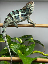 Load image into Gallery viewer, Avatar x Blue Magic Ambanja Panther Chameleon showing future blue potential