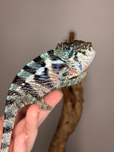 Load image into Gallery viewer, Profile view of Avatar x Blue Magic Ambanja Panther Chameleon with early blue tones