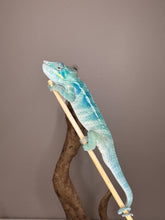Load image into Gallery viewer, Young male Ambanja Panther Chameleon sired by Avatar
