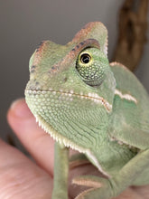 Load image into Gallery viewer, Close-up of veiled chameleon’s face and eyes