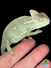 Load image into Gallery viewer, Side view of veiled chameleon showing green and blue patterning