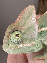 Load image into Gallery viewer, Baby veiled chameleon eating small crickets and silkworms