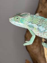 Load image into Gallery viewer, Calm hybrid Panther Chameleon, perfect for handling