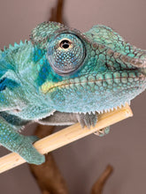 Load image into Gallery viewer, Close-up of Ambanja Panther Chameleon showing developing blues