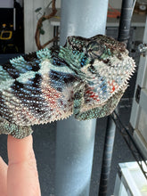 Load image into Gallery viewer, Blue Ambanja Panther Chameleon from FramsChams showing developing color