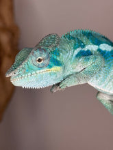 Load image into Gallery viewer, Stunning Ambanja Panther Chameleon with blue and turquoise hues