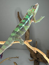 Load image into Gallery viewer, ambilobe juvenile showing developing blue bars and vivid markings