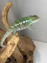 Load image into Gallery viewer, A green and blue chameleon with white stripes perched on a piece of driftwood against a plain light gray background.