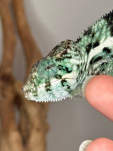 Load image into Gallery viewer, Close-up of blue and green facial colors on Ambanja chameleon