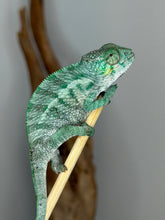 Load image into Gallery viewer, Blue-green juvenile Ambanja Panther Chameleon photographed at approximately 3 months old