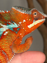 Load image into Gallery viewer, Ambilobe Panther Chameleon with bright blue bars contrasting against a deep red body