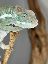 Load image into Gallery viewer, Calm Ambanja Panther Chameleon perched quietly on a branch