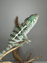 Load image into Gallery viewer, Calm and curious Ambanja Panther Chameleon perched on a branch