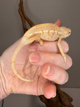 Load image into Gallery viewer, Calm female Panther Chameleon comfortably sitting on hands